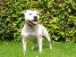 Staffjoy's Doris day
